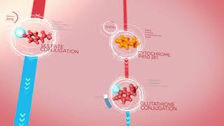 Acetaminophen Metabolism in the Liver