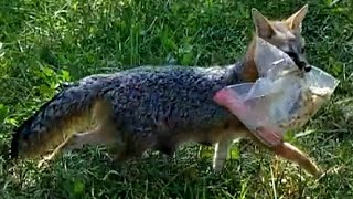 Part 5 - Gray Mother Fox Ran Off With Bag of Turkey - Texas Hill Country - Canyon Lake, TX by questmatrix 37 views 1 year ago 4 minutes, 13 seconds
