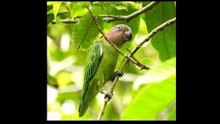 Blue Rumped Parrot Female screenshot 5