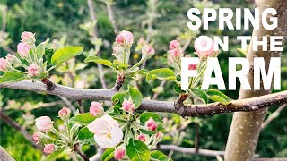 Spring On The Farm | Growin and Crowin by Growin and Crowin 152 views 2 weeks ago 12 minutes, 40 seconds