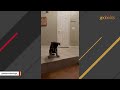 Dog helps disabled friend walk for first time