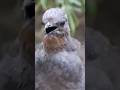 Mimicry Bird