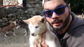 Bien choisir son bébé Husky Sibérien : 'du chien loup et de meute avant tout'