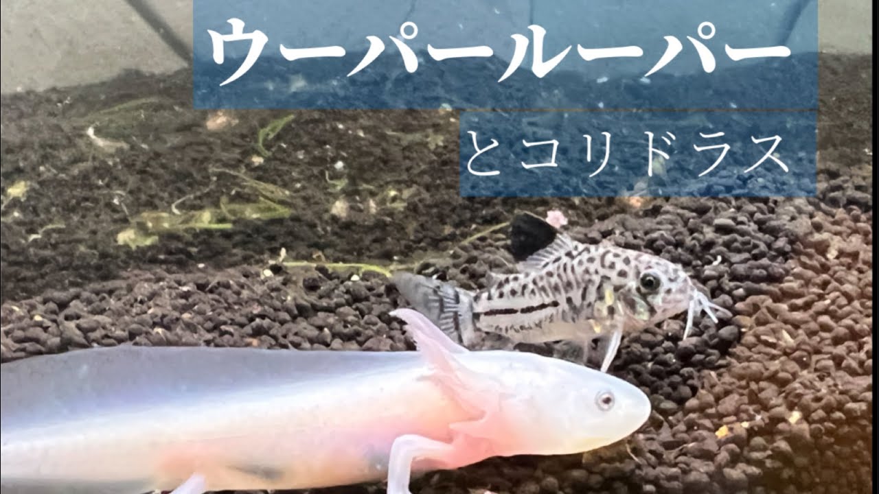 ウーパールーパー とコリドラス 【AQUAGREENPROJECT】 - YouTube