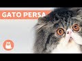 TIPOS DE GATOS PERSA - Razas de Gatos