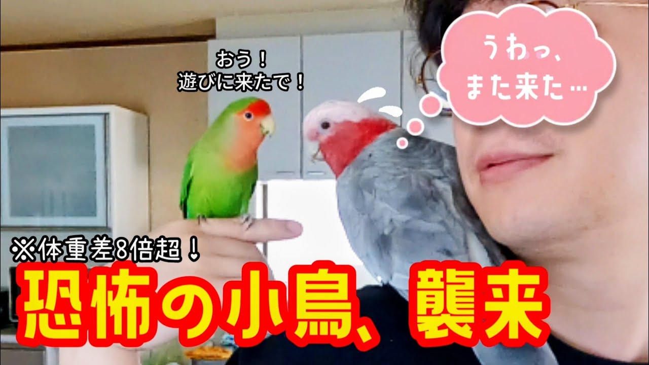 ☆tama✳︎☆オルゴナイト☆猫、セキセイインコ、チワワ☆ Kii-chan, the boss of 6 birds🦜 And the three sisters who are