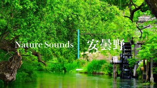 Sounds of Nature/Healing Sounds ASMR Azumino River sounds Birdsong Sleep, Relax, Study, Work JAPAN