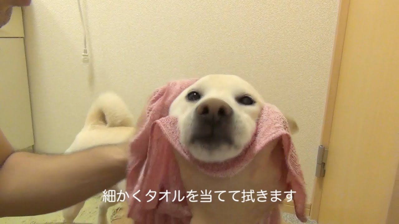 散歩後のお手入れ 柴犬 YouTube 散歩後のお手入れ 柴犬 YouTube