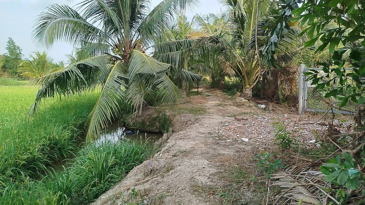 VƯỜN DỪA DT: 3.000 M2. GIÁ : 250 TR/1.000 M2. TAM BÌNH VĨNH LONG. ĐT: 0911464445. KHANH NGUYỄN.