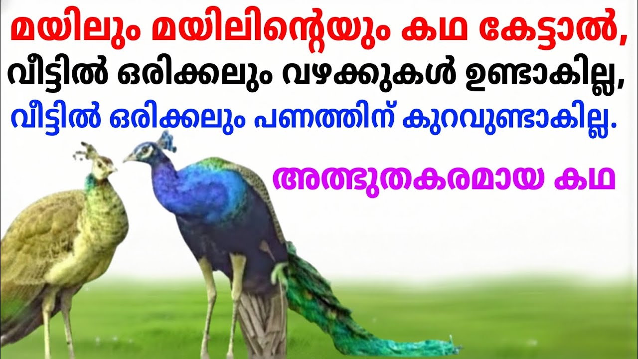 ഈ മയിലിന്റെ രഹസ്യ കഥ കേട്ടാൽ വീട്ടിലെ ദാരിദ്ര്യം ശാശ്വതമായി മാറും!vaastuveddarpan