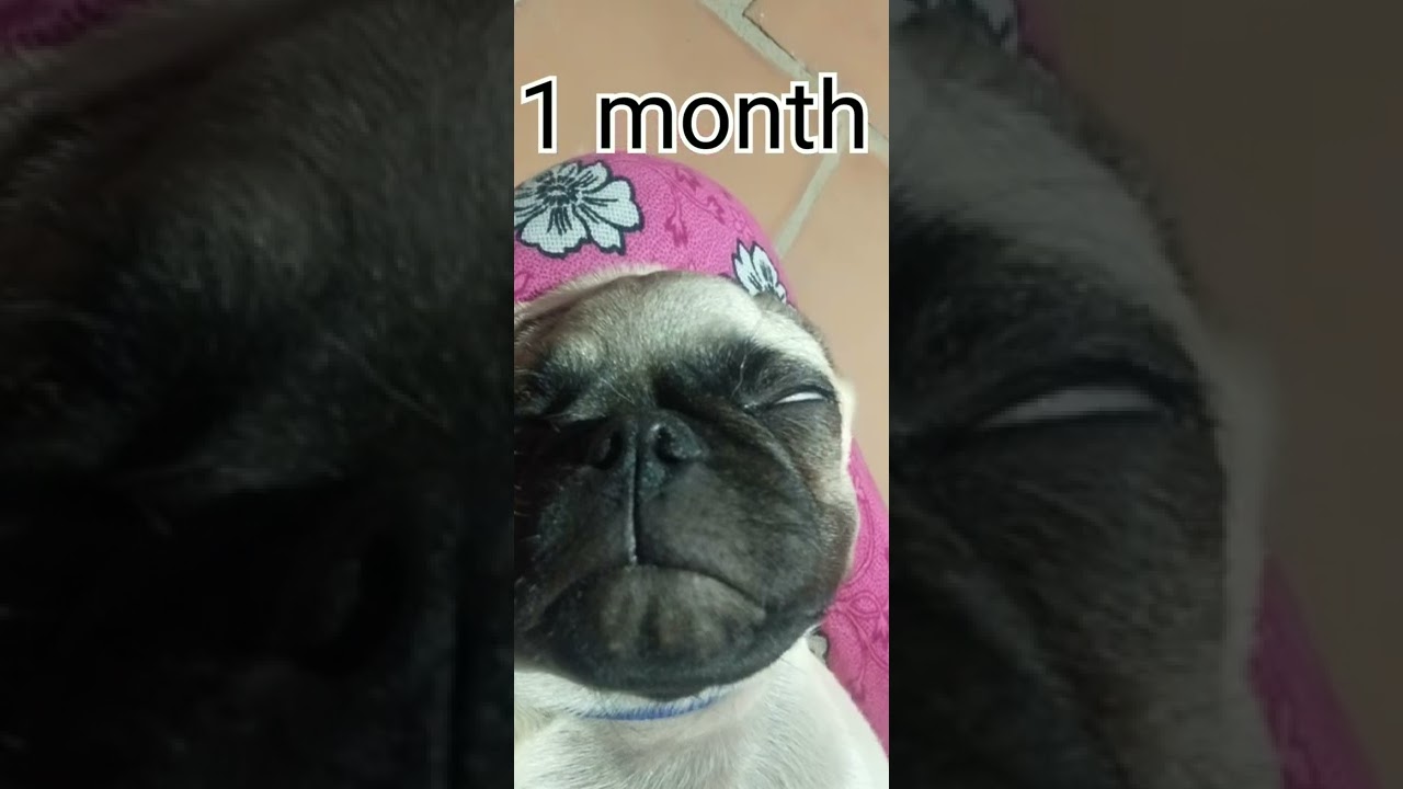 pug dog puppy growth