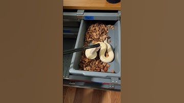 Snake #ballpython #animals #snake #ballpythonfeeding #reptiles #shorts #subscribe #like #shortvideo