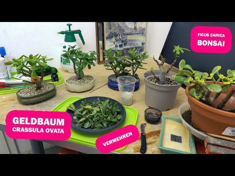 Video: Wie Man Einen Geldbaum Zu Hause Verpflanzt