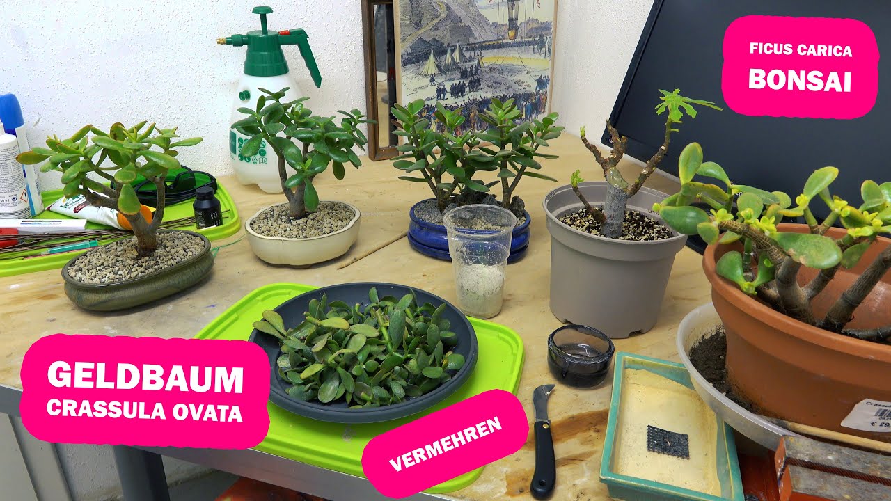 Geldbaum Crassula Bonsai Anzucht Vermehrung Ficus Bonsai Carving Youtube