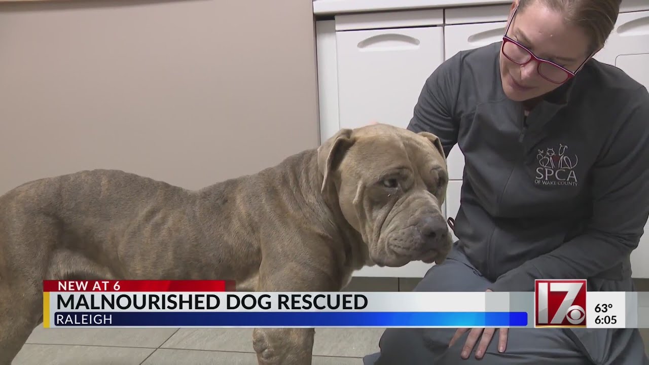 Emaciated, injured dog is recovering at SPCA of Wake County - YouTube