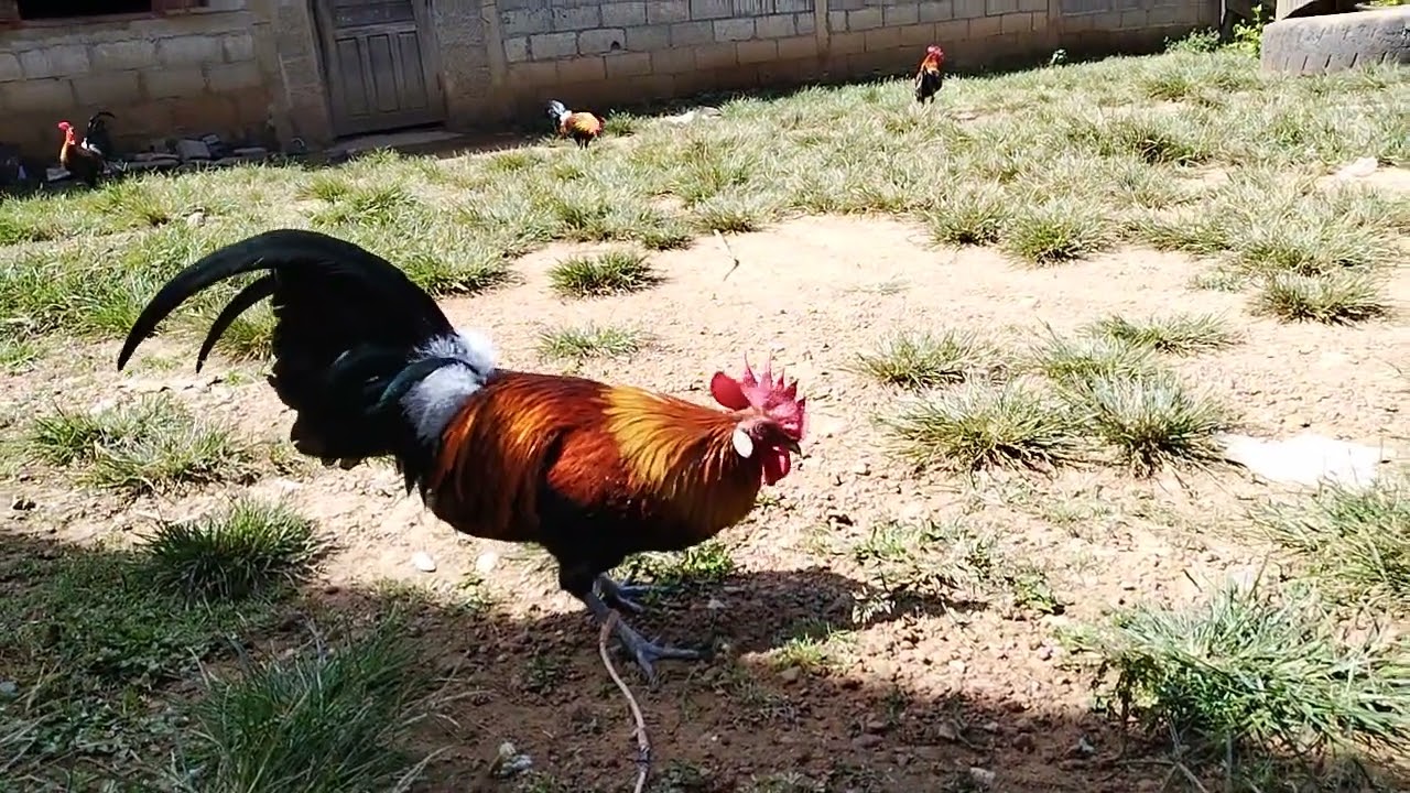 Ep: 49 yuav los muab kuv cov qaib dib tso ziab tshav hnub 22/10/2025 Leej twg nyiam los nug tau nawj