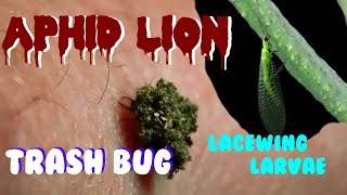 Aphid Lion  / Aphid Wolf / Trash Bug / Lacewing Larvae