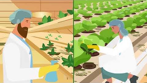 Nudi | Animated Explainer Video on Sustainable Indoor Farming