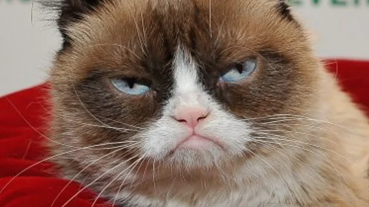 The Untold Truth Of Grumpy Cat