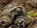 Геленджикский «Сафари-парк» восстанавливает популяцию редких животных