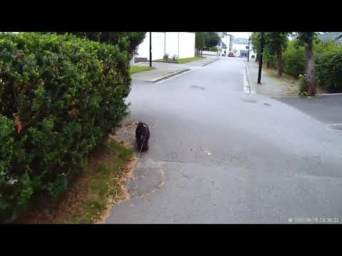 tour3spaniel