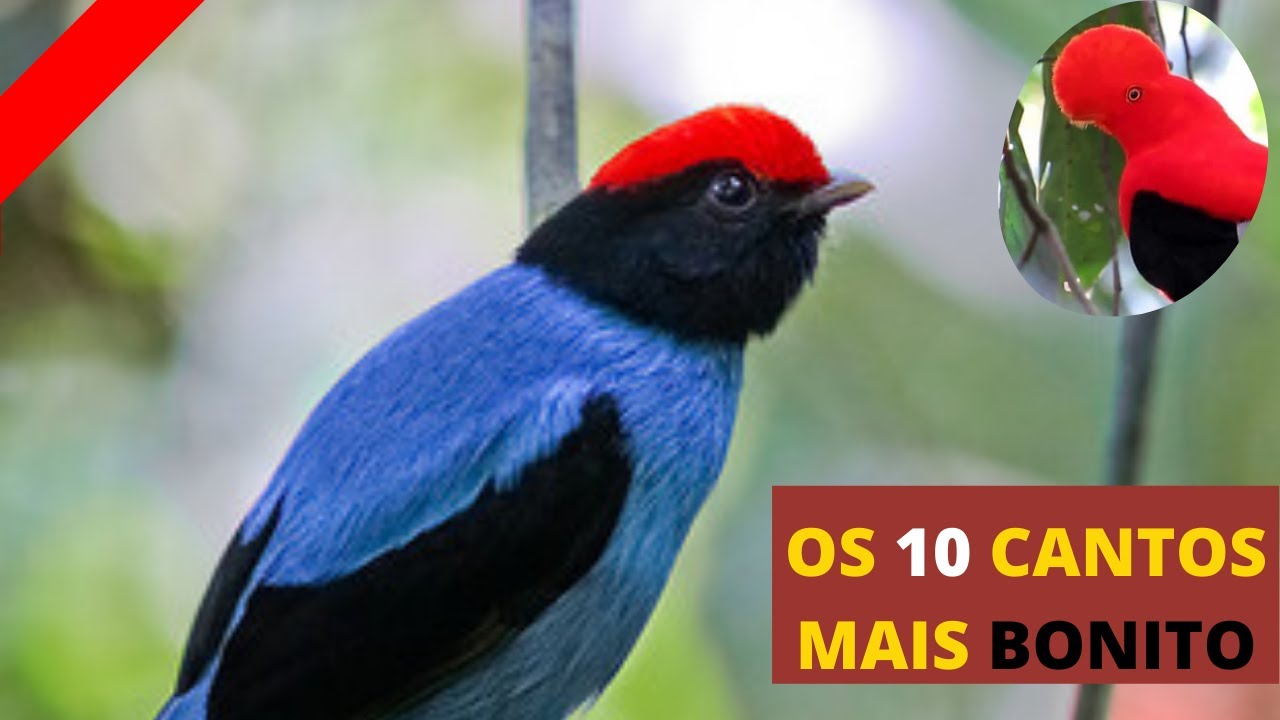 os 10 cantos de passaros mais bonitos do mundo