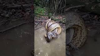 Anaconda #anaconda #snake #worldknowledge #strangestories #mysteries #interestingfacts #thingsyou...