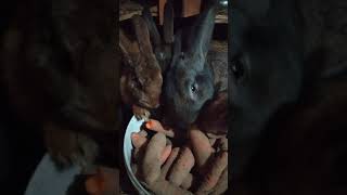 Funny Baby Bunny Rabbit Videos 3 - Cute Rabbits Compilation 2021
