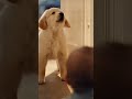 The Puppy Who Blocked the Door 😍