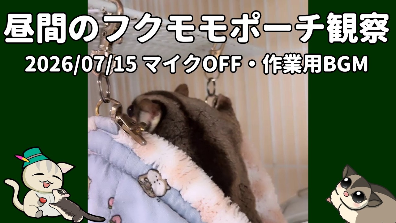フクロモモンガ】 2026/07/15 朝配信後の様子：夜行性フクモモは昼間に