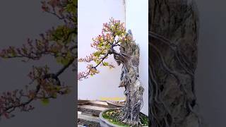 Cây Bonsai Có Dáng Đẹp. #TMtv.