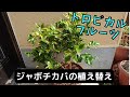 ジャボチカバの植え替えをします