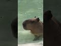 Capibara allo zoo di Napoli 17 settembre 2023 - roditore del Sud America