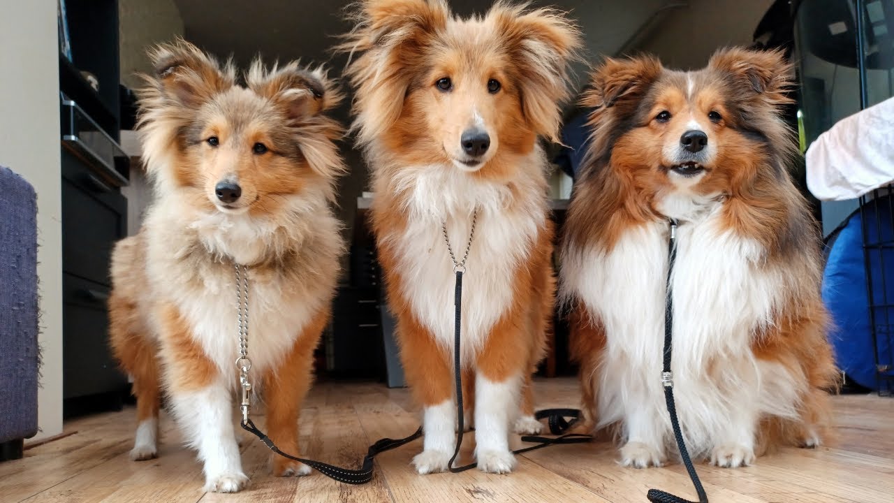 Shetland Sheepdogs getting ready for Dog Shows YouTube