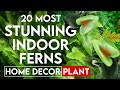 20 most stunning ferns to grow indoors  beautiful indoor ferns  best indoor plants for home