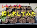 剪定したレモンの枝は捨てずに挿し木してみた