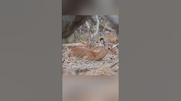 Unfortunate Young impala hunted by python and a hyena