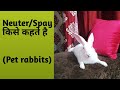 Rabbit Neutering Benefits | Rabbit care videos | Neuter a rabbit