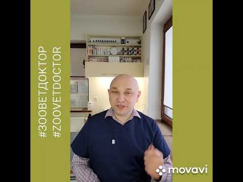 Алкоголь, польза или вред для собак и кошек (водка пиво вино)совет ветеринара Дмитрия Ушакова, блог