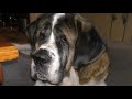 St Bernard GIANT DOG Sleeps Sound Until He Hears The Call Of Treat Time "Everyone Come Sit!"