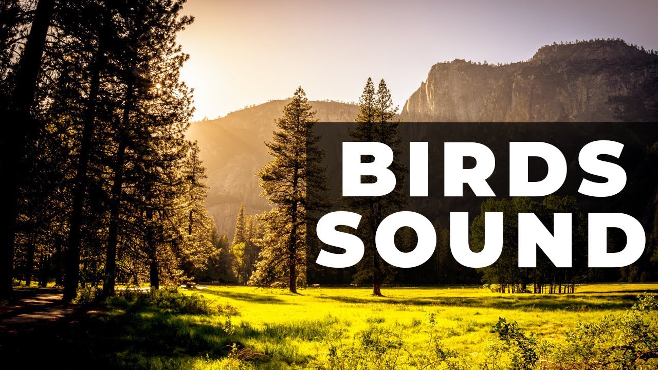 9 MIN RELAXING NATURAL BIRD SOUNDS WITH MUSIC YouTube