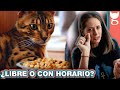 ¿CÓMO ALIMENTAR A MI GATO, LIBRE O CON HORARIO? 😼 LA GATERÍA TV