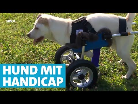 Video: Wie man Sandkästen für Hunde baut