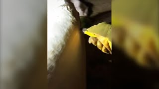 N.S. man's TikTok videos unwrapping hay goes viral