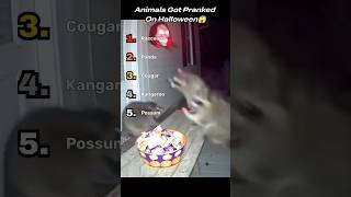 Animals Got Pranked On Halloween