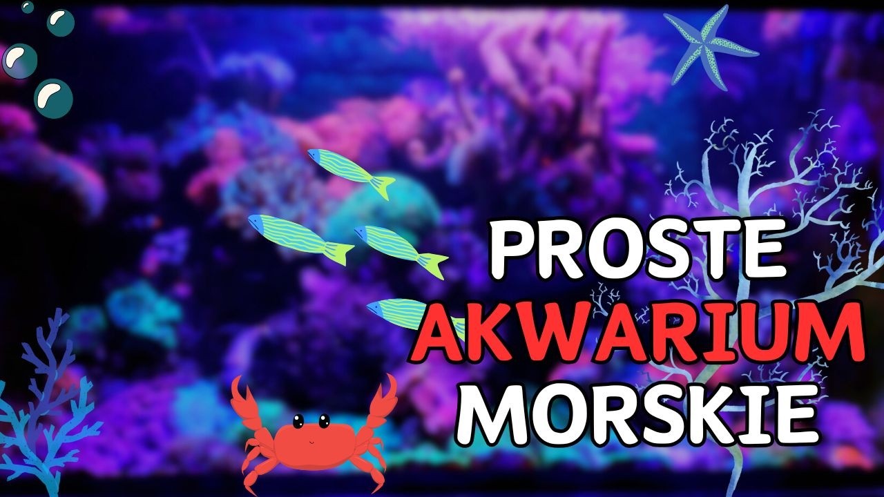 AKWARIUM MORSKIE od A do Z Bez Tajemnic - 6 LAT MINĘŁO