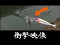 ブラストボーン祭【初バスビックベイト】