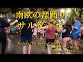 南欧の盆踊り?カタルーニャの民族舞踊サルダーナ(タラゴナ・スペイン) Sardana (Tarragona, Spain)