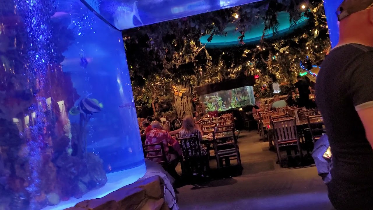 Rainforest Cafe, Disney Springs, Florida - YouTube