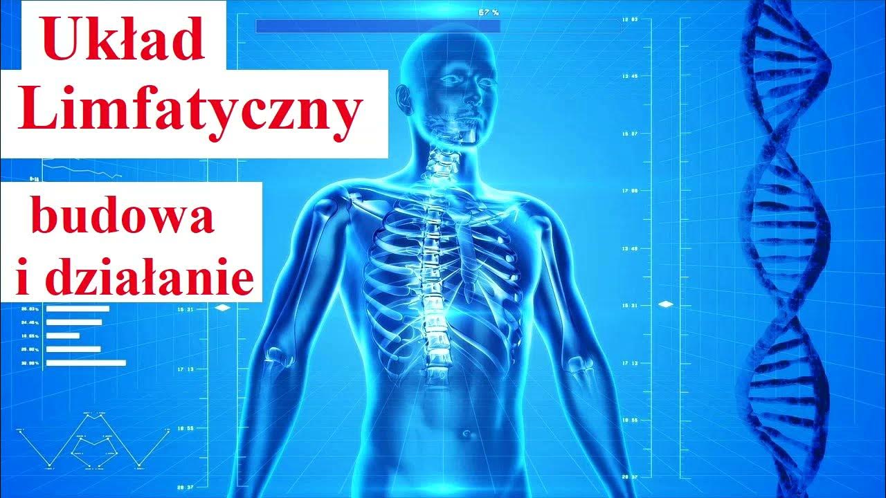 Limfa Jest Transportowana W Dwóch Kierunkach Układ Limfatyczny - BUDOWA i DZIAŁANIE - Biologia - YouTube